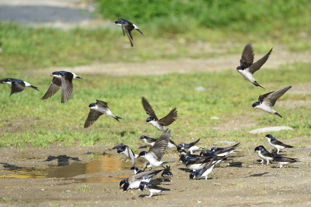 Common House Martin, Flight, Reproduction-nesting