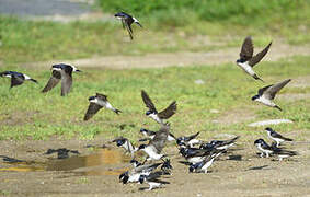 Common House Martin