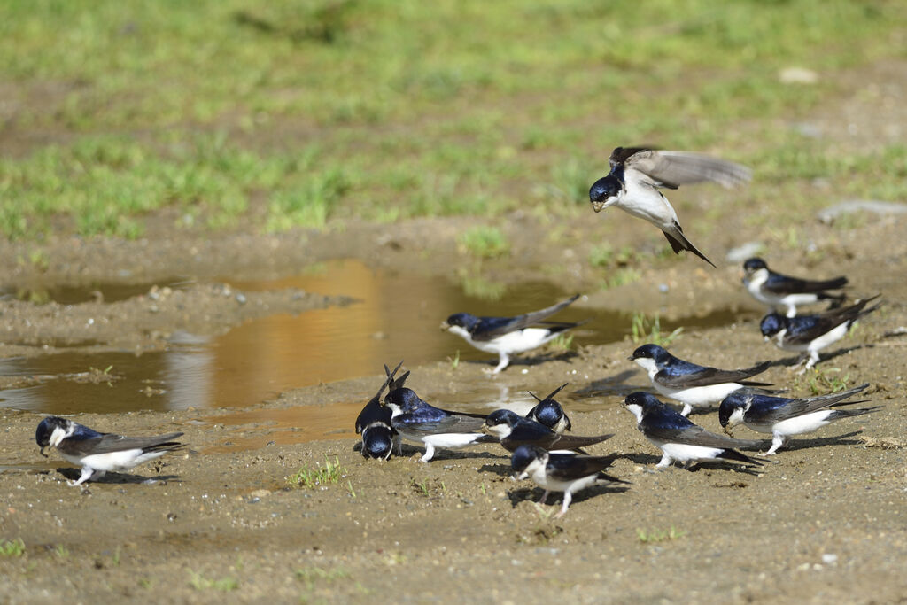 Western House Martin, Flight, Reproduction-nesting