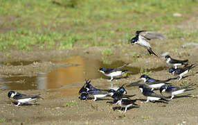 Common House Martin