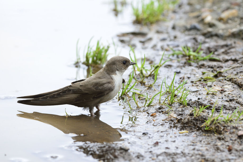 Eurasian Crag Martinadult, Reproduction-nesting