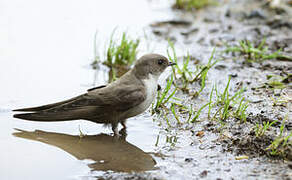 Eurasian Crag Martin