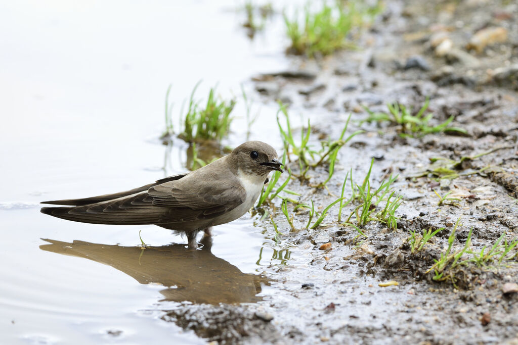 Eurasian Crag Martinadult, Reproduction-nesting