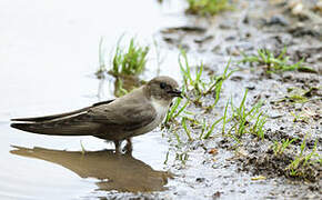 Eurasian Crag Martin