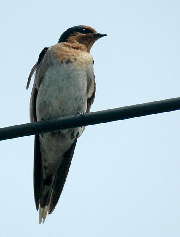 Hirondelle de Tahiti