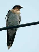 Tahiti Swallow