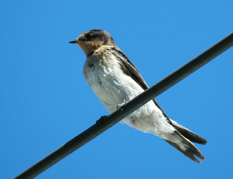 Pacific Swallow