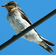 Tahiti Swallow