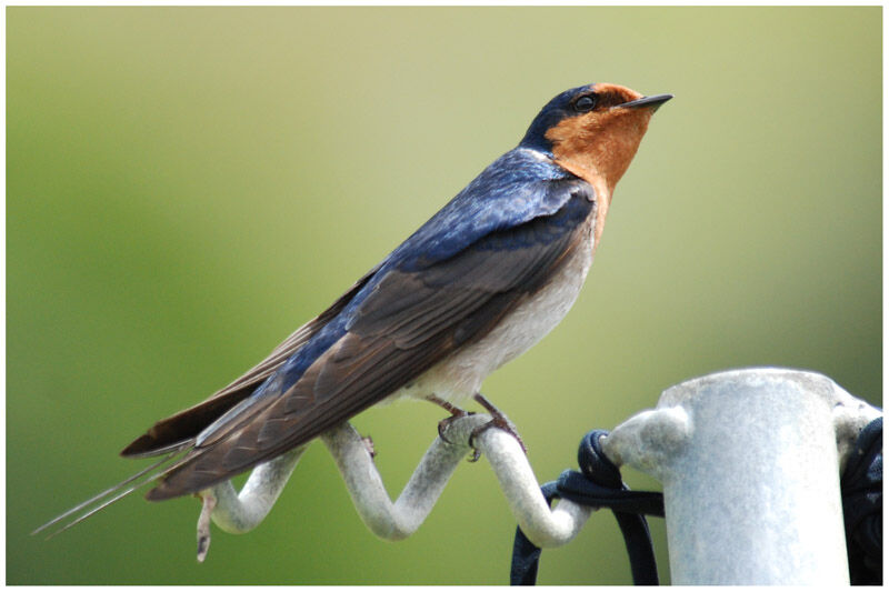 Pacific Swallow