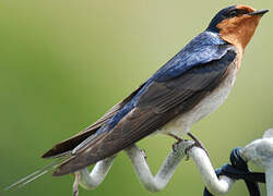 Pacific Swallow