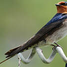 Hirondelle de Tahiti