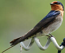 Tahiti Swallow