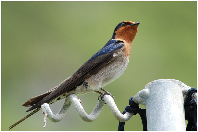 Hirondelle de Tahitiadulte