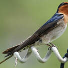 Hirondelle de Tahiti
