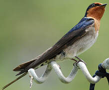 Tahiti Swallow