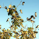Hirondelle des arbres