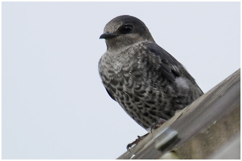 Southern Martinjuvenile