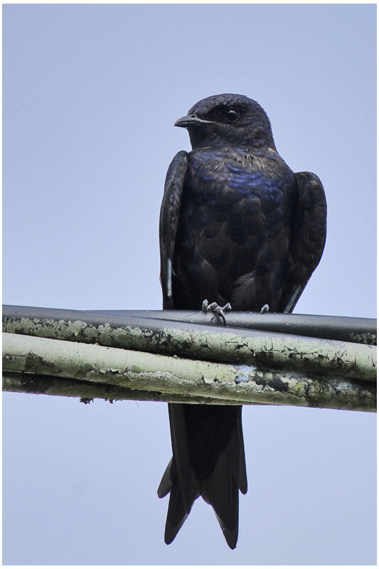 Southern Martin male immature