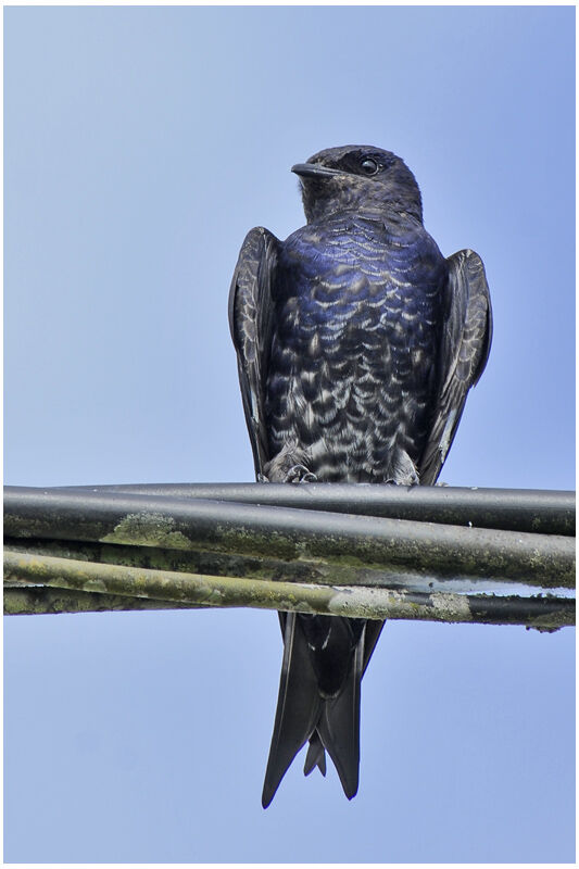 Southern Martin male immature