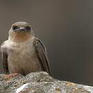 Hirondelle isabelline