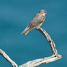 Hirondelle isabelline