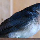 Hirondelle messagère