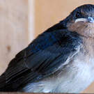Hirondelle messagère