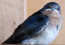 Welcome Swallow