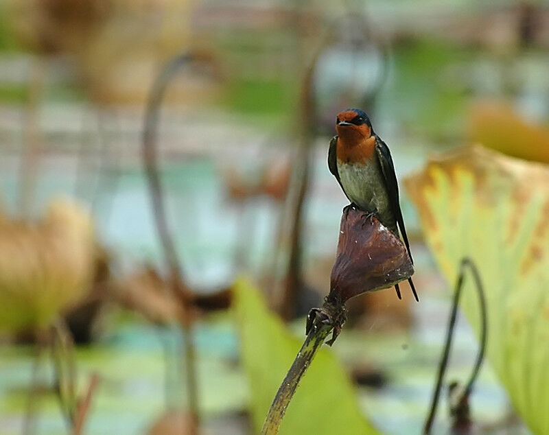 Hirondelle messagère