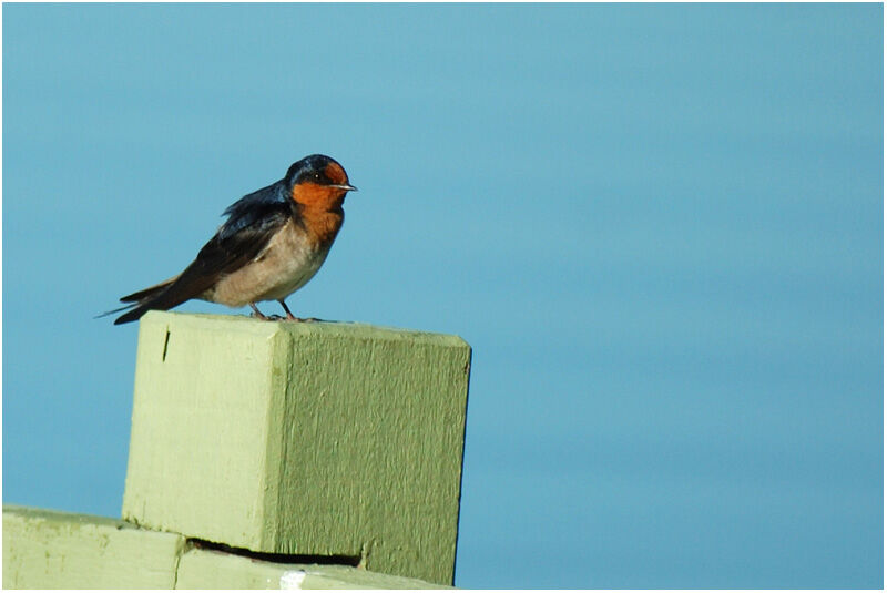 Welcome Swallow