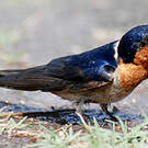 Hirondelle messagère