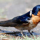 Hirondelle messagère