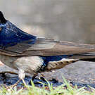 Hirondelle messagère
