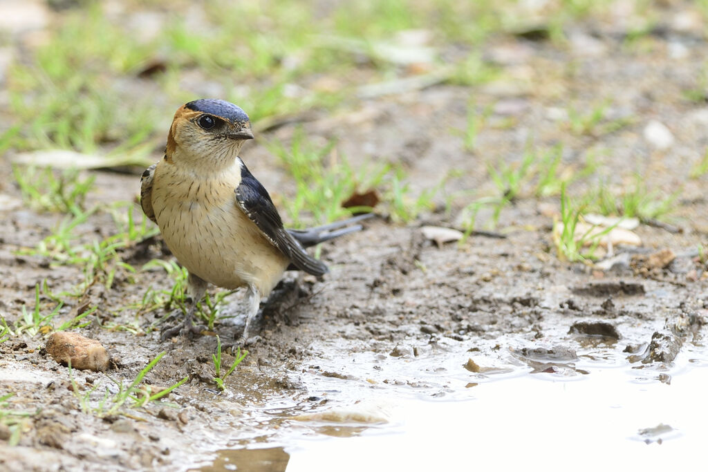 Hirondelle rousselineadulte, Nidification