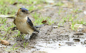 Red-rumped Swallow