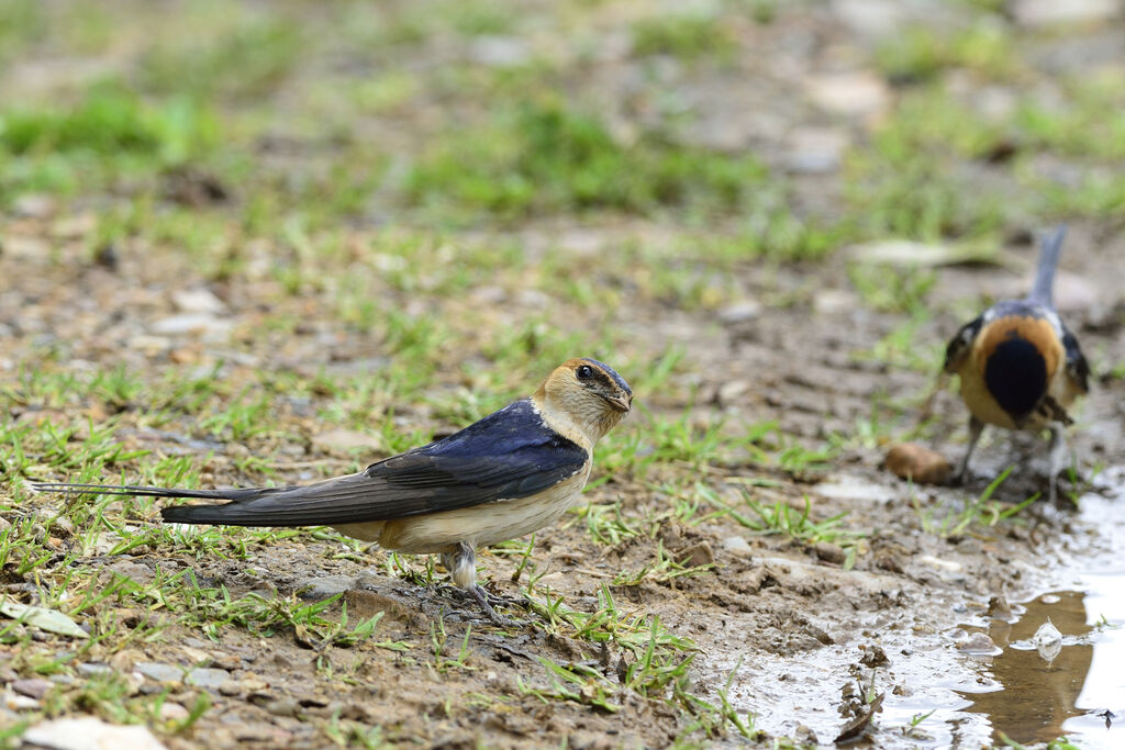 Hirondelle rousselineadulte, Nidification