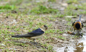 Red-rumped Swallow