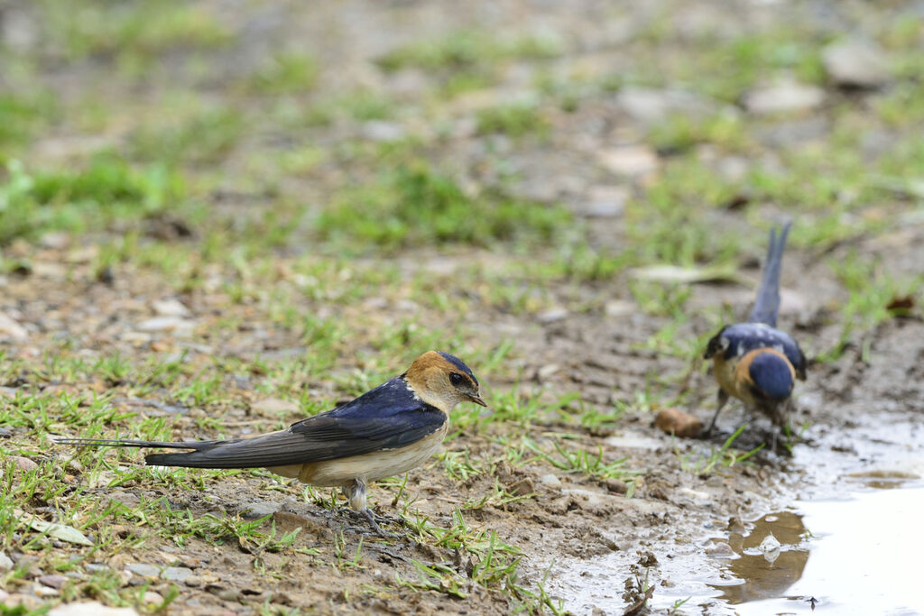 Hirondelle rousselineadulte, Nidification