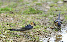 Red-rumped Swallow