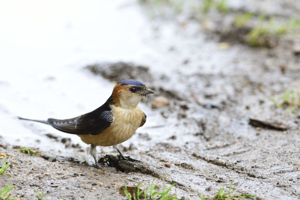 Hirondelle rousselineadulte, Nidification