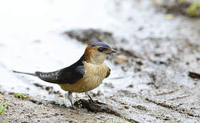 Red-rumped Swallow