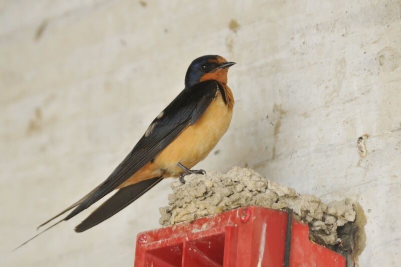 Barn Swallowadult