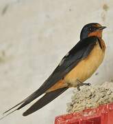 Barn Swallow