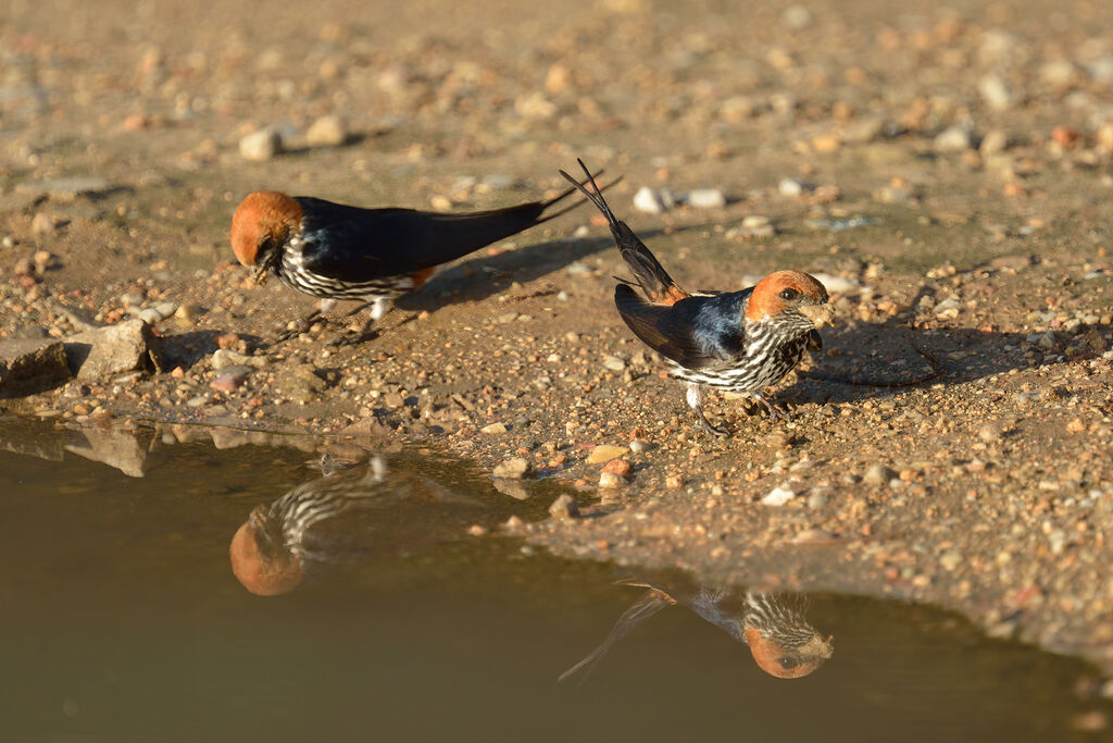 Lesser Striped Swallowadult, Reproduction-nesting