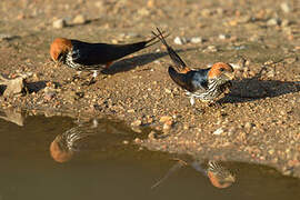 Lesser Striped Swallow