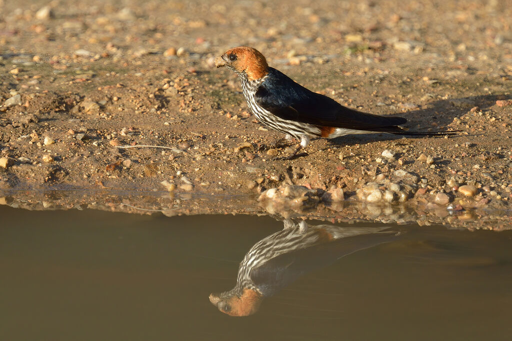 Hirondelle striéeadulte, Nidification