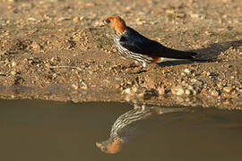 Lesser Striped Swallow