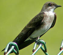 Brown-chested Martin