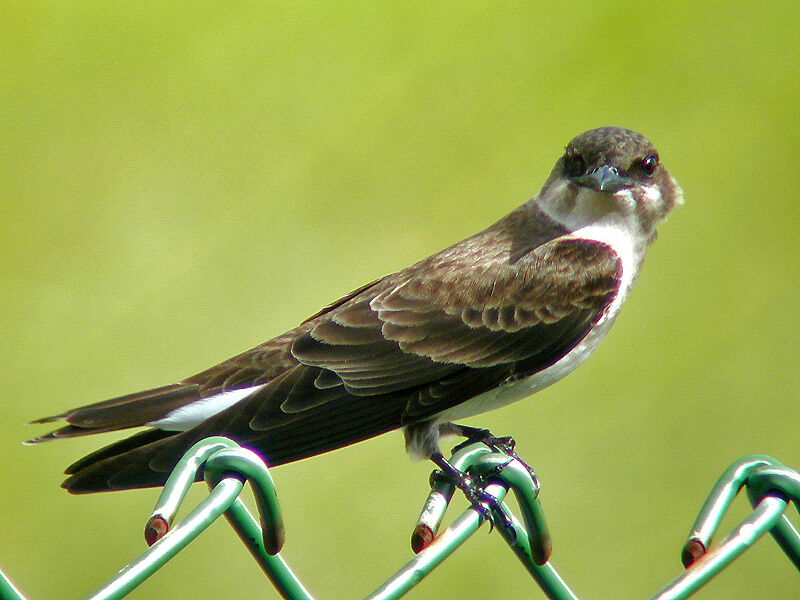 Hirondelle tapère