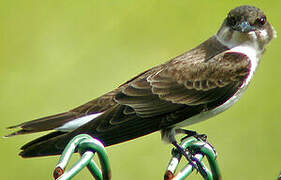 Brown-chested Martin